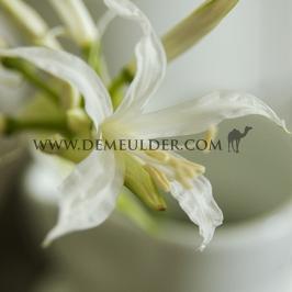 Nerine Alba 12/+ (x 250)