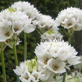 Ornithogalum Arabicum 12/14 (x 250)