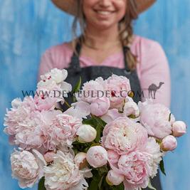 Paeonia Alertie 3/5 (x 10)