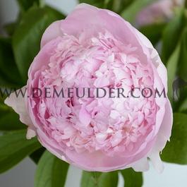 Paeonia Angel Cheeks 3/5 (x 10)