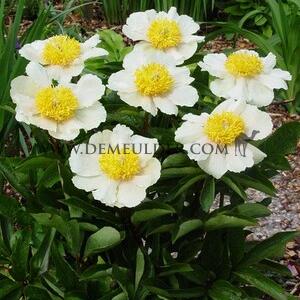 Paeonia Clair De Lune 3/5 (x 10)