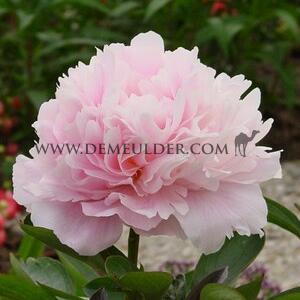 Paeonia Dinner Plate 3/5 (x 10)