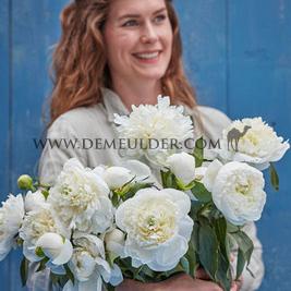 Paeonia Duchesse De Nemours 3/5 (x 10)