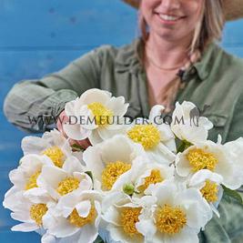 Paeonia Jan Van Leeuwen 3/5 (x 10)