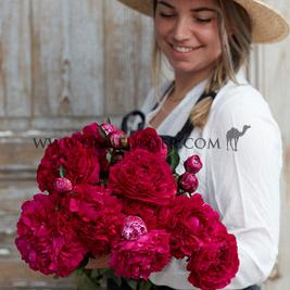 Paeonia Kansas 3/5 (x 10)