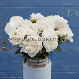 Paeonia Mothers Choice 3/5 (x 10)