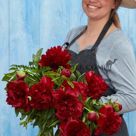 Paeonia Red Charm 3/5 (x 10)