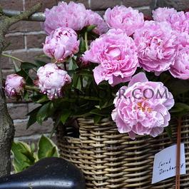 Paeonia Sarah Bernhardt 3/5 (x 10)