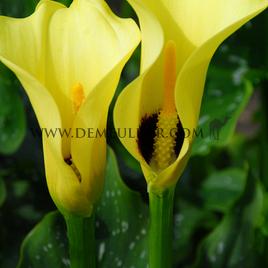 Zantedeschia Black Magic 14/+ (x 50)