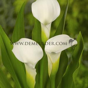 Zantedeschia Crystal Blush 14/+ (x 50)