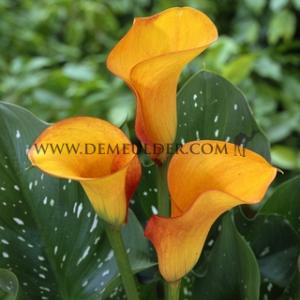Zantedeschia Hot Shot 14/+ (x 50)