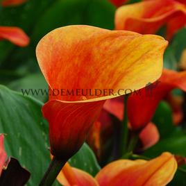 Zantedeschia Mango 14/16 (x 50)