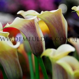 Zantedeschia Picasso 14/16 (x 50)