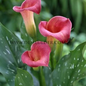 Zantedeschia Pink Persuation 14/+ (x 50)