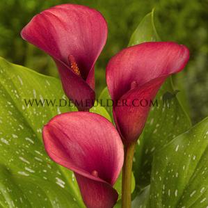 Zantedeschia Red Alert 14/16 (x 50)