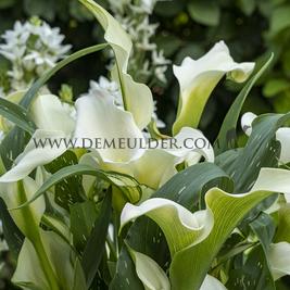 Zantedeschia Sapporo 14/+ (x 50)
