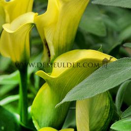 Zantedeschia Summersun 14/+ (x 50)