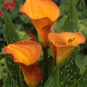 Zantedeschia Treasure 14/+ (x 50)