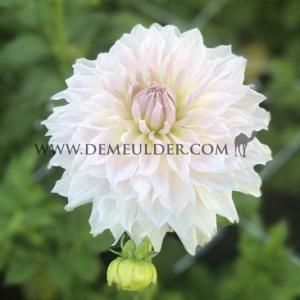 Dahlia Ka's Cloud (x 35)