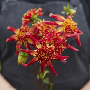 Dahlia Sparkle Octopus (x 35)