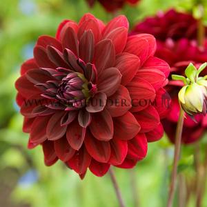 Dahlia Arabian Night (x 35)