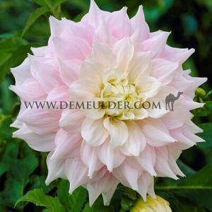 Dahlia Gitt's Perfection (x 35)