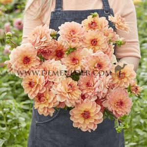Dahlia Elegant Lady (x 35)