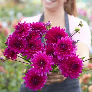 Dahlia Fruchia Charm (x 35)