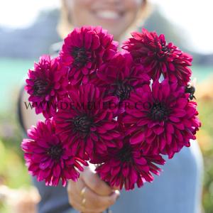 Dahlia Jennifer Mary Ellen (x 35)