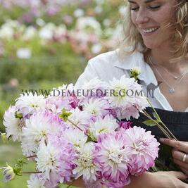 Dahlia Pink Petticoat (x 35)