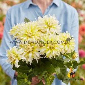 Dahlia Calgary Flames (x 35)