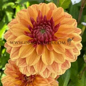 Dahlia Caramel (x 35)