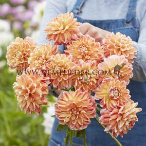 Dahlia Hapet Harmony (x 35)