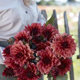 Dahlia Invitation (x 35)