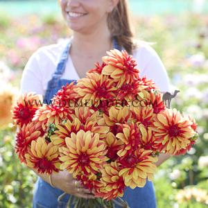 Dahlia Japlou (x 35)