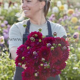 Dahlia Mister Blue (x 35)