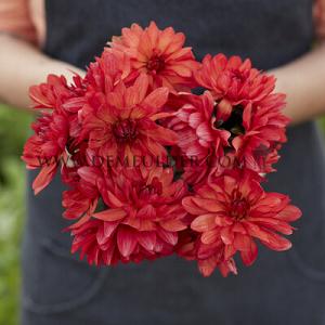 Dahlia Parc Florale de Paris (x 35)