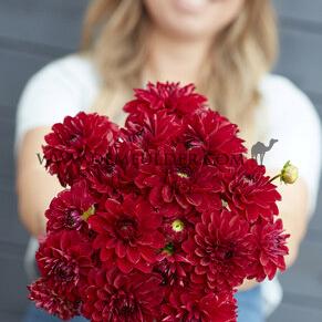 Dahlia Red Queen (x 35)
