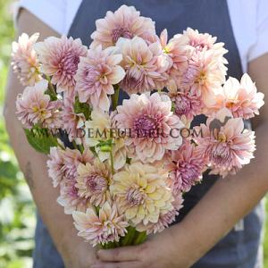 Dahlia Sturm Sweet Maria (x 35)