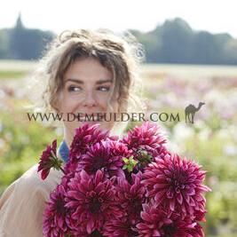 Dahlia Tanita (x 35)