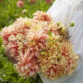 Dahlia Tyrell (x 35)