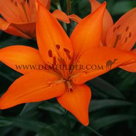 Lilium Orange Ton (x 200)