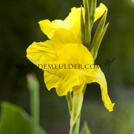 3241 canna 8365