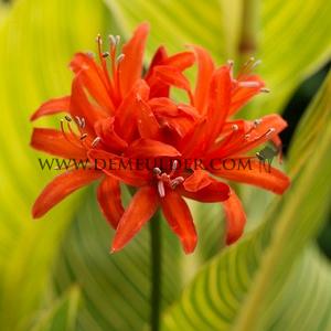 3294 nerine 8696