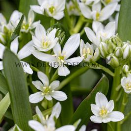 3295 ornithogalum 12044