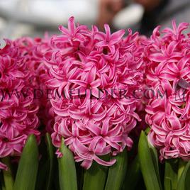 Hyacinthus Pink Pearl 17/18 (x100)