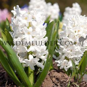 Hyacinthus Aiolos 17/18 (x 100)
