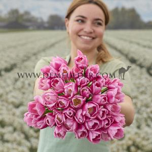 Tulipa Aafke 12/+ (x250)