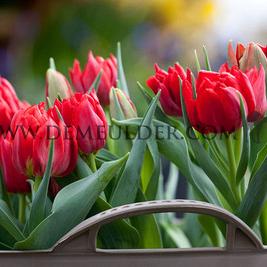 Tulipa Abba 12/+ (x250)
