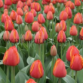 Tulipa Ad Rem 12/+ (x250)